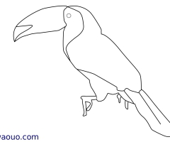 Coloriage Toucan à carène