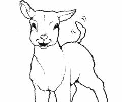 Coloriage agneau
